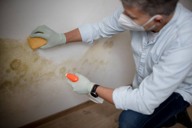 Best Insurance-Related Mold Remediation in Belvidere, IL