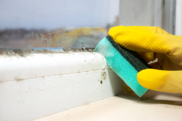 Best White Mold Remediation in Belvidere, IL