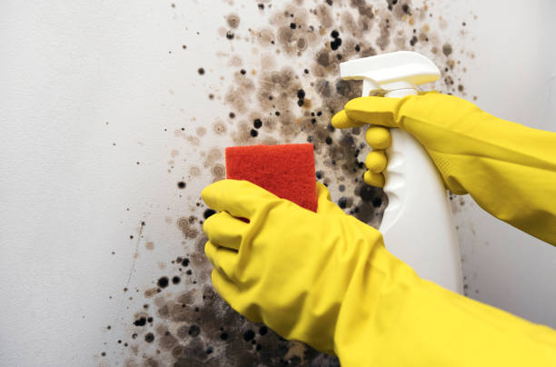 Trusted Belvidere, IL Mold Remediation Experts