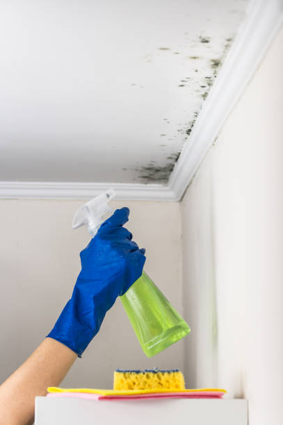 Best Attic Mold Remediation in Belvidere, IL